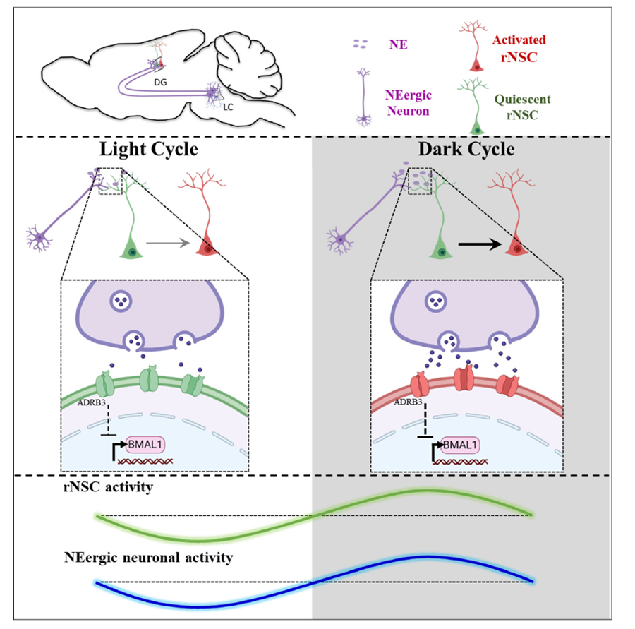 郭伟翔研究组揭示成体海马神经发生昼夜节律变化的神经环路调控机制