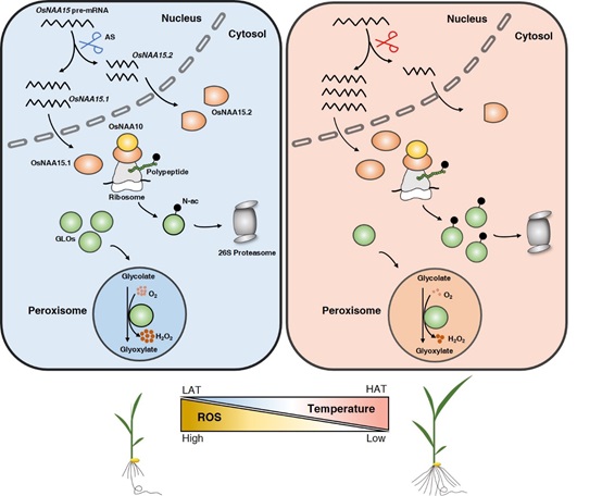 薛勇彪研究组揭示蛋白N端乙酰化协同活性氧稳态促进水稻热响应生长的分子机制