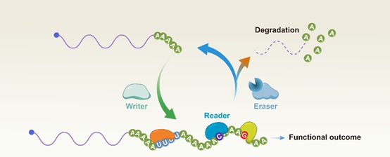 陆发隆研究组应邀在Trends in Biochemical Sciences撰写题为“Beyond simple tails: poly(A) tail-mediated RNA epigenetic regulation”的综述文章