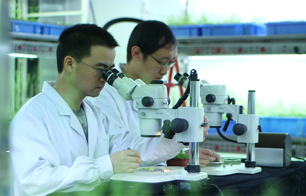 植物细胞与染色体工程国家重点实验室