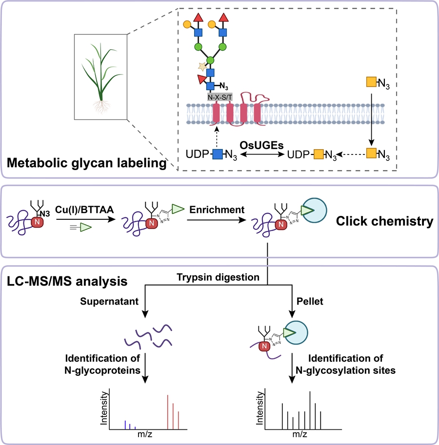 李家洋团队合作开发高效鉴定水稻N-糖基化修饰新方法