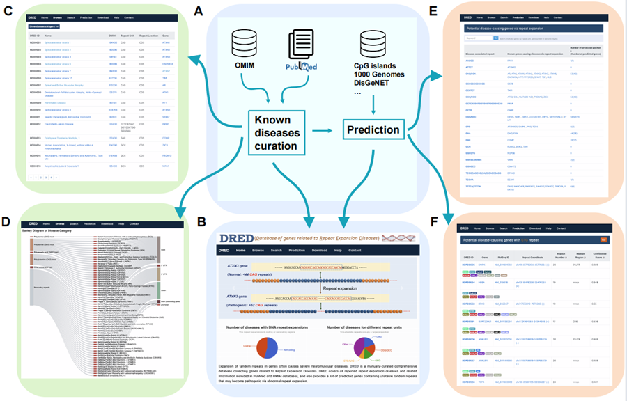 王秀杰研究组发布重复序列扩增相关疾病的数据库DRED