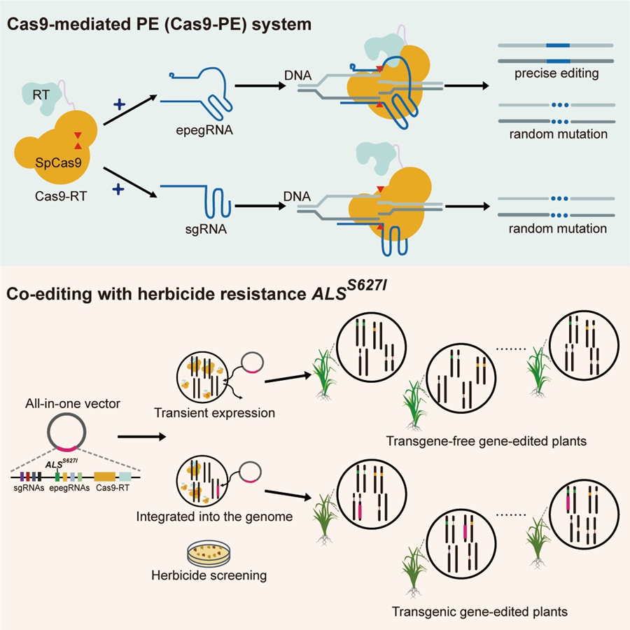 开发水稻Cas9-PE系统同时实现精准编辑和位点特异性随机突变