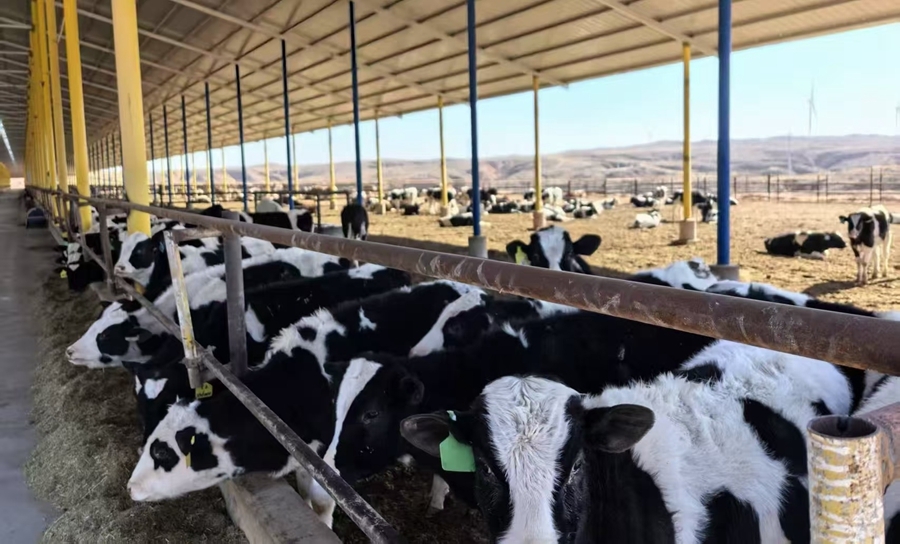 遗传发育所研究团队赴宁夏吴忠、中卫推进畜牧业高效养殖产研合作